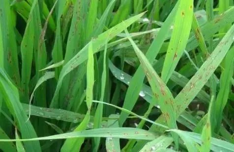 Kasugamycin Kasugamycin