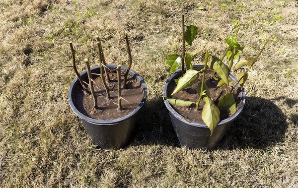 What are the fastest rooting agents What are the fastest rooting agents